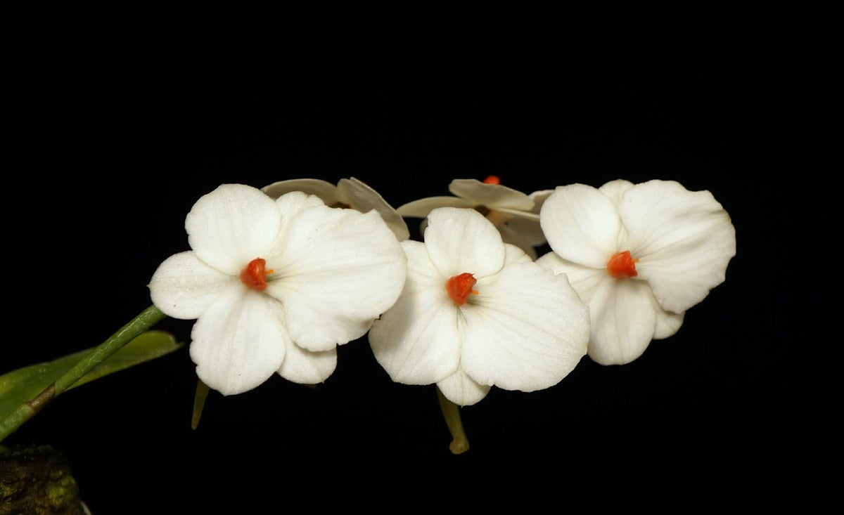 Aerangis luteoalba v. rhodosticta – Giulio Celandroni Orchidee