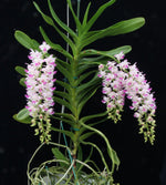 Carica l'immagine nel visualizzatore Galleria, Aerides Korat Koki (Aerides houlletiana x Aerides lawrenceae)