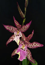 Carica l'immagine nel visualizzatore Galleria, Aliceara Memoria Donald Yamada