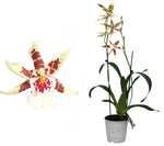 Carica l'immagine nel visualizzatore Galleria, Aliceara Renaissance 'White'