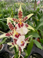 Carica l'immagine nel visualizzatore Galleria, Aliceara Renaissance 'White'