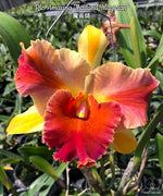 Carica l'immagine nel visualizzatore Galleria, Rhyncholaeliocattleya Amazing Thailand 'Magician'