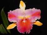 Carica l'immagine nel visualizzatore Galleria, Rhyncholaeliocattleya Amazing Thailand 'Magician'