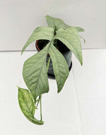 Carica l'immagine nel visualizzatore Galleria, Amydrium Medium Silver