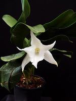 Carica l'immagine nel visualizzatore Galleria, Angraecum Lemforde White Beauty