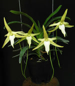 Carica l'immagine nel visualizzatore Galleria, Angraecum bosserii