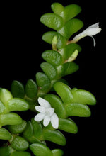 Carica l'immagine nel visualizzatore Galleria, Angraecum distichum