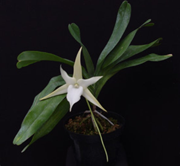 Angraecum sesquipedale – Giulio Celandroni Orchidee