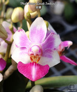 Carica l'immagine nel visualizzatore Galleria, Phalaenopsis Anna-Larati Soekardi (P. pulcherrima × P. parishii)