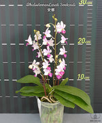Carica l'immagine nel visualizzatore Galleria, Phalaenopsis Anna-Larati Soekardi (P. pulcherrima × P. parishii)