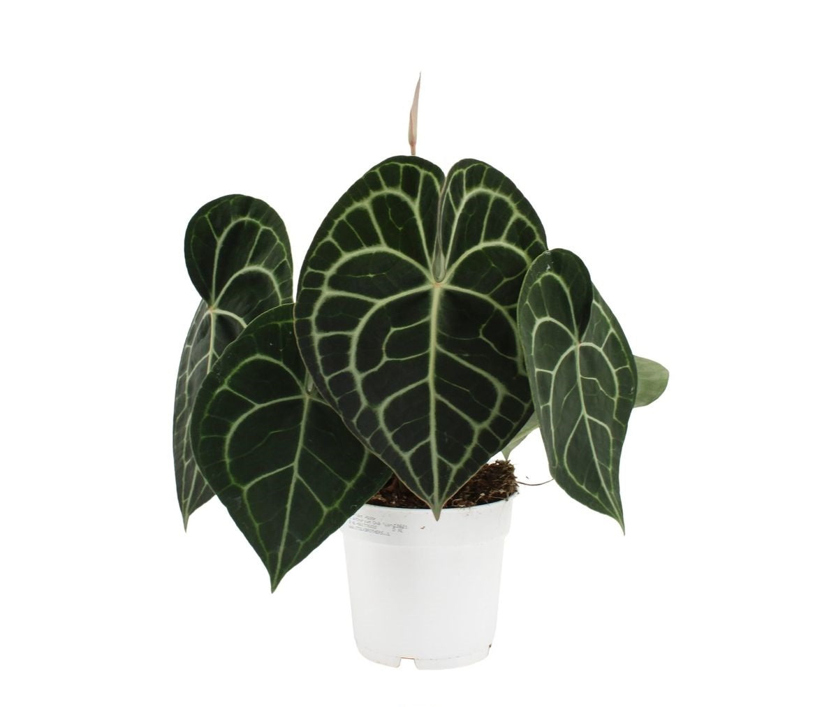 Anthurium clarinervium – Giulio Celandroni Orchidee