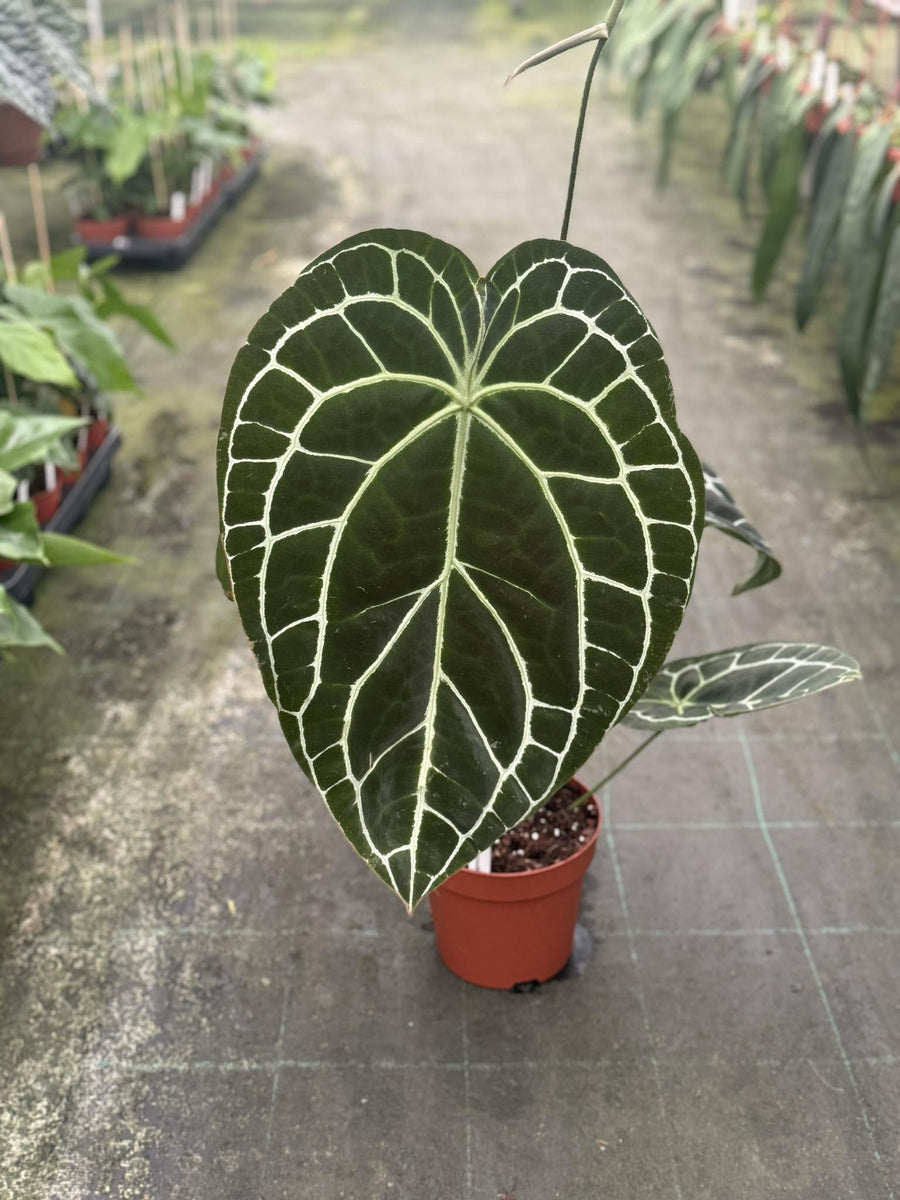 anthurium pianta acidofila Anthurium crystallinum – Giulio Celandroni Orchidee