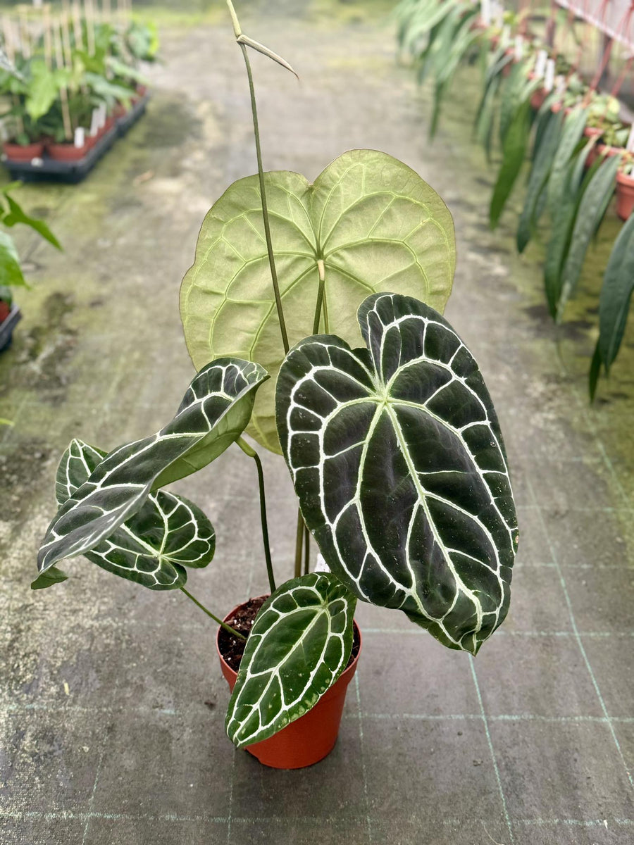 anthurium crystallinum growth Anthurium crystallinum – Giulio Celandroni Orchidee