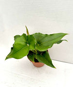 Carica l'immagine nel visualizzatore Galleria, Anthurium ferrierense 'Crisped'