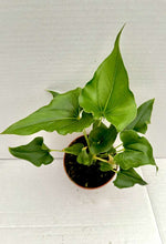 Carica l'immagine nel visualizzatore Galleria, Anthurium ferrierense 'Crisped'