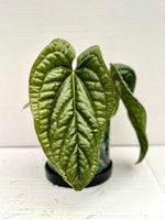 Carica l'immagine nel visualizzatore Galleria, Anthurium radicans x luxurians