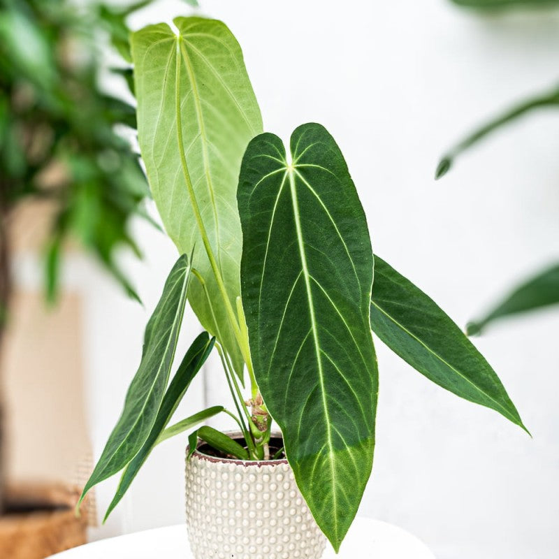 Anthurium warocqueanum x waterburyanum – Giulio Celandroni Orchidee