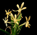 Carica l'immagine nel visualizzatore Galleria, Ascofinetia Neofinetia falcata X ascocentrum miniatum