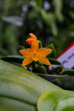 Carica l'immagine nel visualizzatore Galleria, Sophronitis cernua 'laranja clara'