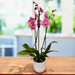 Chargez l'image dans la visionneuse de galerie, Phalaenopsis Fong Tien's Amapearl 'Cone Pearl CL913G'