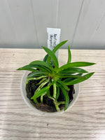 Carica l'immagine nel visualizzatore Galleria, Neofinetia falcata 'Samsojeon (Mangekyō)' 삼소전 三笑殿 - BIG