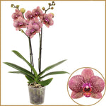 Carica l'immagine nel visualizzatore Galleria, Phalaenopsis Bowie