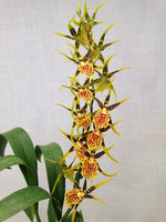 Carica l'immagine nel visualizzatore Galleria, Banfieldara Gilded Tower 'Mystic Maze'