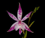 Carica l'immagine nel visualizzatore Galleria, Barkeria spectabilis x Epidendrum criniferum