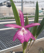 Carica l'immagine nel visualizzatore Galleria, Brassocattleya Tsiku Archangel 'Yuan Dung'