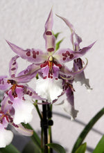 Carica l'immagine nel visualizzatore Galleria, Beallara Peggy Ruth Carpenter 'Morning Joy'