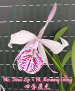 Carica l'immagine nel visualizzatore Galleria, Blc. Tetra Lip × Bl. Morning Glory