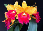 Carica l'immagine nel visualizzatore Galleria, Blc. Toshie Aoki x Blc. (Apricot Flare x Sunset Bay)