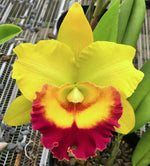 Carica l'immagine nel visualizzatore Galleria, Cattleya Chomthong Delight