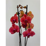 Carica l'immagine nel visualizzatore Galleria, Phalaenopsis Bloody Mary