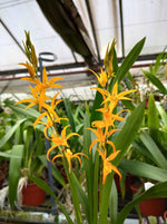 Carica l'immagine nel visualizzatore Galleria, Brassada Anita