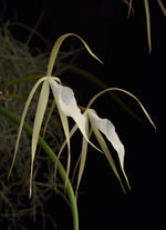Carica l'immagine nel visualizzatore Galleria, Brassavola Yaki (B. cucullata x B. nodosa)