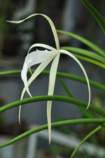Carica l'immagine nel visualizzatore Galleria, Brassavola Yaki (B. cucullata x B. nodosa)
