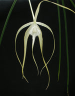 Carica l'immagine nel visualizzatore Galleria, Brassavola cucullata