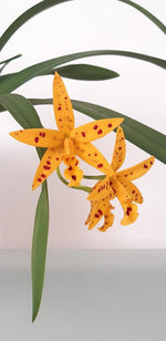 Carica l'immagine nel visualizzatore Galleria, Brassavola nodosa X Cattleya aurantiaca 'Mishima Spots'