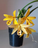 Carica l'immagine nel visualizzatore Galleria, Brassavola nodosa X Cattleya aurantiaca 'Mishima Spots'