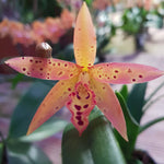 Carica l'immagine nel visualizzatore Galleria, Brassavola nodosa X Cattleya aurantiaca 'Mishima Spots'