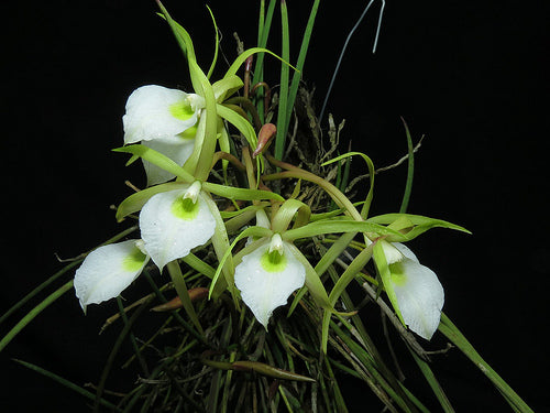 Brassavola perrinii – Giulio Celandroni Orchidee