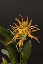 Carica l'immagine nel visualizzatore Galleria, Brassia Orange Delight