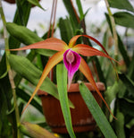 Carica l'immagine nel visualizzatore Galleria, Brassocattleya Sunset Surprise (C. tenebrosa x B. cucullata)