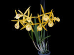 Carica l'immagine nel visualizzatore Galleria, Brassocattleya Yellow Bird (Brassavola nodosa × Brassocattleya Richard Mueller)