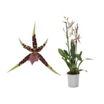 Carica l'immagine nel visualizzatore Galleria, Bratonia Verona