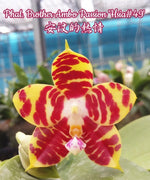 Carica l'immagine nel visualizzatore Galleria, Phalaenopsis Brother Ambo Passion 'Hsia#49'