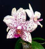 Carica l'immagine nel visualizzatore Galleria, Phalaenopsis Brother Prince 'Hai Tony'