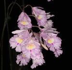 Carica l'immagine nel visualizzatore Galleria, Broughtonia (syn. Cattleyopsis) lindenii