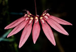 Carica l'immagine nel visualizzatore Galleria, Bulbophyllum acuminatum